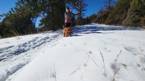 Woman-Hiking-with-Dogs-Running-On-Snowy-Winter-Mountain-Trail-while-Holding-Leashes-and-Goldendoodle-Walks-To-The-Camera