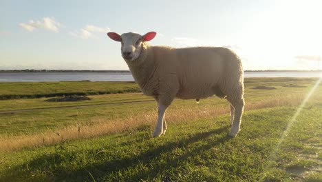 Wide-angle-shot-of-a-sheep-staying-in-a-meadow-in-the-sunlight-of-the-evening