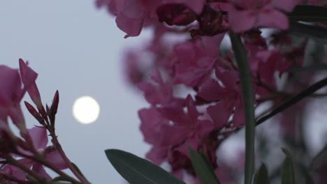 Close-up-on-wild-flowers-on-the-road,-with-full-moon-and-road-light-in-the-blurry-background-120fps