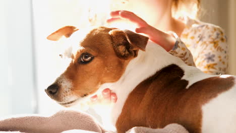 Jack-Russell-tolerates-stroking-and-cuddling-from-toddler