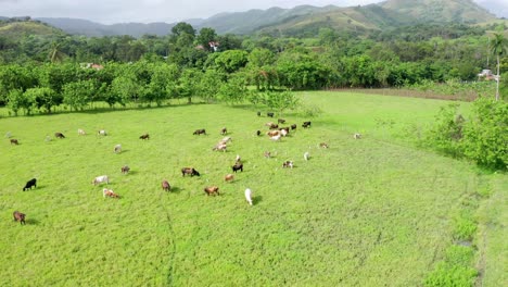 Farm-with-cows-eating-in-bonao-area,-clouds,-green-vegetation,-shot-with-drone