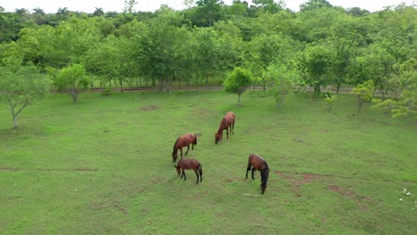 Four-Brown-Wild-Horses-Graze-and-Wag-Tails-Happily-in-an-Opening-in-Green-Forest,-Drone-Aerial