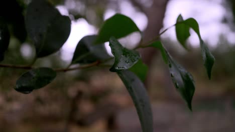 Close-up-isolated-shot-of-tree-branch-with-wet-leaves,-slowly-blowing-in-the-wind-,-blurry-background