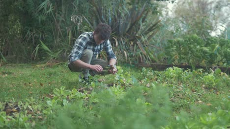 Young-man-harvesting-organically-grown-turnips-in-garden