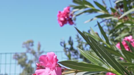 Medium-shot-of-pink-oleander-nerium-tree,-with-flowers-in-blossom,-clear-blue-sky-in-the-background,-moon-visible-at-day