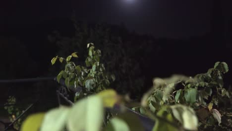 Footage-of-full-moon-with-plants-in-the-foreground-4k