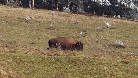 Großer-Brauner-Bisonbüffel,-Der-Auf-Einem-Grasland-In-Einem-Natürlichen-Lebensraum-Spazieren-Geht,-Umgeben-Von-Hirschen,-Teleobjektiv,-Naturschutzkonzept