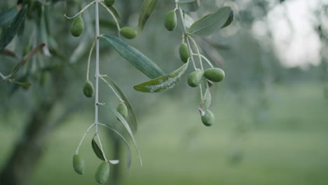 Grüne-Oliven-Hängen-An-Einem-Olivenbaum-In-Einem-Olivenhain-In-Kroatien