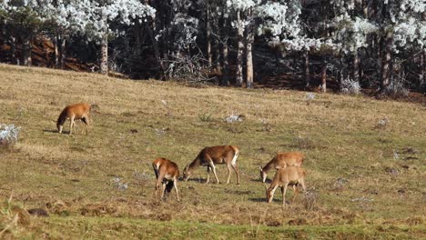 Deers-grazing-on-a-green-field,-telephoto,-with-a-frozen-forest-in-the-background,-conservation-concept