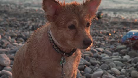 Dolly-zoom-in-shot-focusing-on-dog's-face,-standing-next-to-the-seashore-at-Kalamata-beach,-Greece,-slow-motion