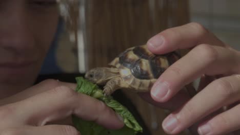 Close-up-on-woman's-face-holding-a-baby-leopard-tortoise,-trying-to-feed-her-with-apiece-of-lettuce-120fps