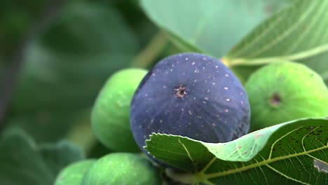 Close-up-shot-on-fig-tree,-focusing-on-fruits-and-leafs