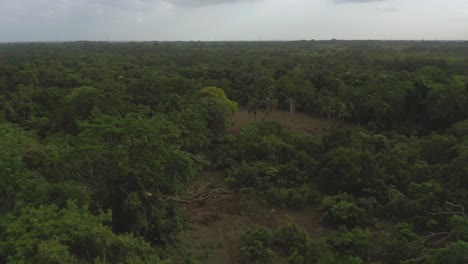 Aerial-forward-view-over-forest-in-wetlands
