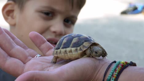 Caucasian-boy-watching-a-baby-leopard-tortoise,-standing-on-his-mother's-hand-outdoors-120fps