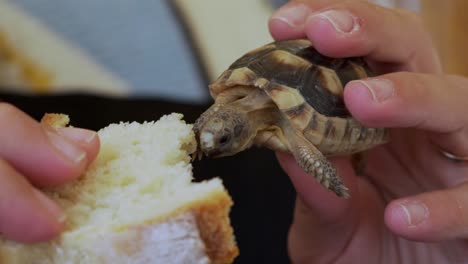 Close-up-on-woman's-hands-holding-a-baby-leopard-tortoise,-feeding-her-bread-120fps