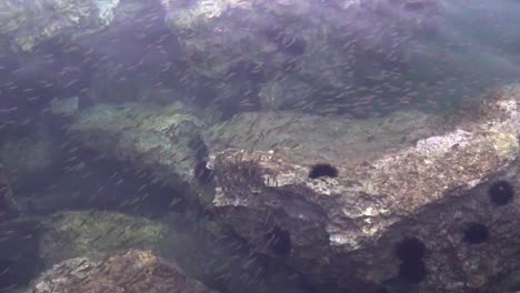 A-herd-of-fishes-next-to-a-dock-pier,-with-sea-urchins-attached-to-big-rocks-120fps