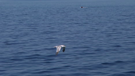 Seagull-flying-fast,-next-to-a-traveling-ferry-boat-120fps