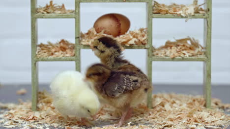 Close-Up,-Chicks-Peck-for-Food-Amongst-Wood-Shavings-on-Small-Set