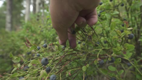 Person-picking-wild-blueberries-by-hand-from-bush,-closeup-dolly-slider