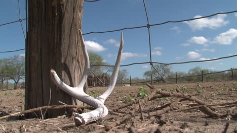 Timelapse-of-deer-antlers-by-a-fence-in-Texas