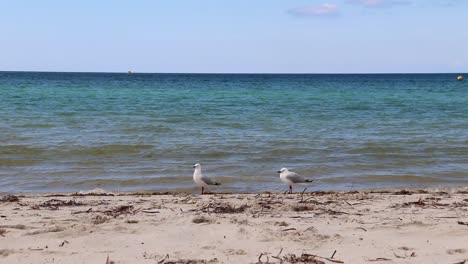 Waves-lap-the-beach-with-two-seagulls,-Busselton-Western-Australia