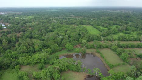 View-of-swamp-in-wetlands,-Dominican-Republic