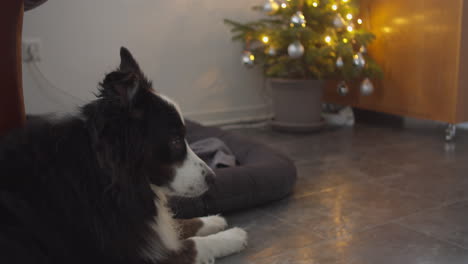Handkameraaufnahme-Eines-Hundes,-Der-An-Einem-Weihnachtstag-Auf-Die-Rechte-Seite-Des-Rahmens-Schaut