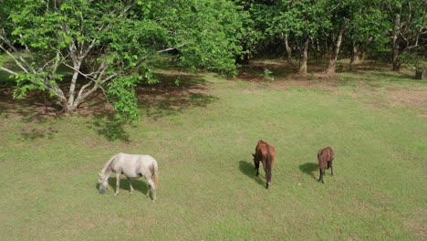 Wild-horses-graze-in-grassland.-View-from-above