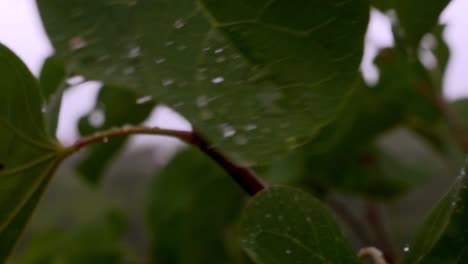 Close-up-on-big-green-leaves-with-raindrops-on-them,-blowing-by-the-wind,-120fps
