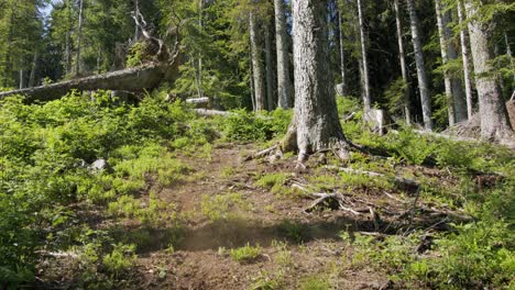 Mountain-biker-hits-a-jump-in-a-luxuriant-forest-clearing