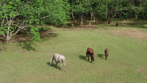 A-drone-flies-close-to-two-wild-horses-and-a-baby-horse-has-been-a-cross-in-a-green-field-surrounded-by-trees,-aerial