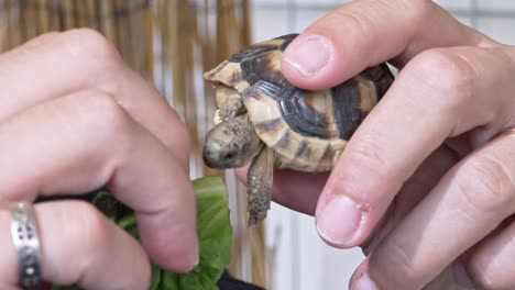 Baby-tortoise-on-on-woman's-hands,-trying-to-eat-lettuce,-close-up-120fps
