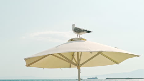 Seagull-perched-on-top-of-beach-umbrella-120fps