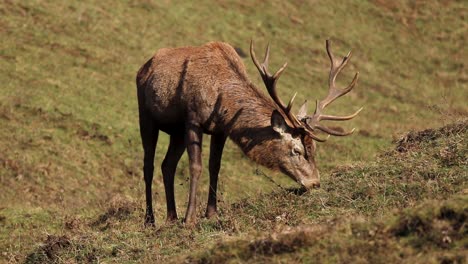 A-male-adult-buck-red-deer-grazing-on-a-green-field,-isolated,-close-up,-conservation-concept