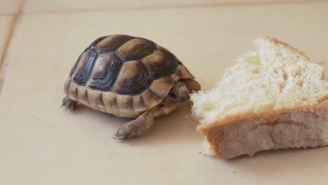 Close-up-static-shot-of-baby-leopard-tortoise,-reaching-out-to-a-piece-of-bread-on-plain-backgound