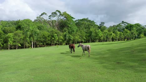 A-drone-follows-a-white-horse-and-two-brown-horses-as-they-explore-a-beautiful-green-open-field-during-the-day-time,-circle-orbit