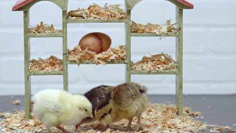 Close-Up-of-Chicks-Looking-for-Food-on-Dollhouse-Set