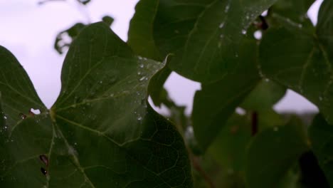 Close-up-on-big-green-leaves-with-raindrops-on-them-120fps
