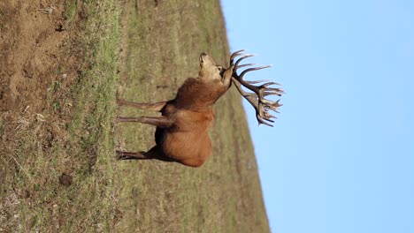 Red-deer-adult-male-sleepy-on-a-green-field-in-a-natural-reserve,-conservation-concept,-telephoto