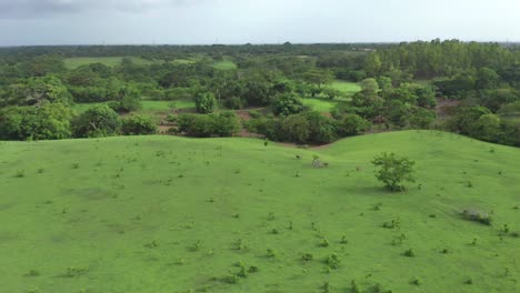 Animals-in-wetlands-clearings,-Dominican-Republic.-Aerial-backward