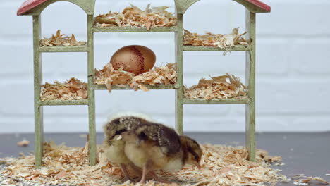 Three-Chicks-Peck-Around-for-Food-on-Small-Set-with-Dollhouse-and-Egg,-Close-Up