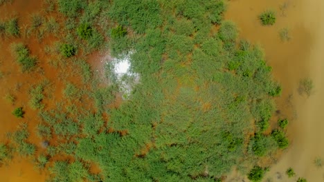 Grassy-shrubs-grown-in-shallow-brown-water,-drone-aerial-birds-eye-sun-reflecting-off-water