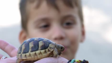 Close-up-on-baby-tortoise-on-caucasian-woman's-hand,-her-son-watching-excited-120fps