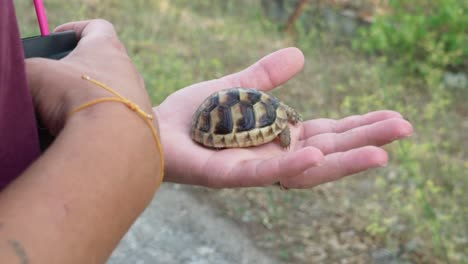 Close-up-on-caucasian-woman's-hands,-holding-a-baby-leopard-tortoise,-slow-motion