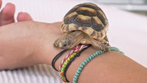 Close-up-of-baby-leopard-tortoise-trying-to-balance-on-woman's-wrist-120fps
