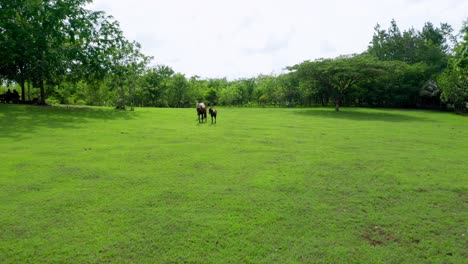 Drone-flies-towards-two-horses-and-a-baby-foal-walking-across-a-green-field-surrounded-by-trees-on-a-beautiful-day