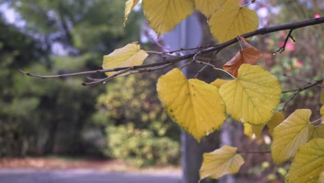 Dolly-Out-Shot-Von-Gelben-Herbstblättern-Auf-Einem-Ast,-Verschwommener-Natürlicher-Hintergrund,-Regentropfen-Auf-Blättern-4k
