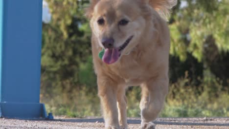 Close-up-ground-level-view-of-medium-sized-greek-breed-dog-Kokoni,-walking-towards-the-camera,-blurry-background,-slow-motion