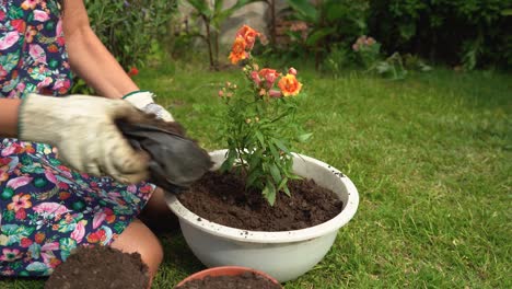Female-gardener-planting-flower-plant-in-flowerpot