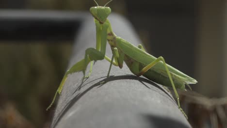 Footage-of-green-praying-mantis,-sitting-on-a-black-metal-rail,-looking-at-the-camera-front-view,-slow-motion